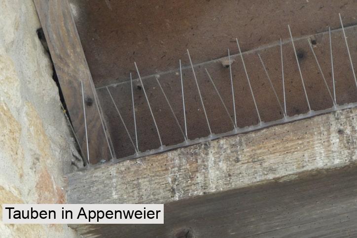 Tauben in Appenweier